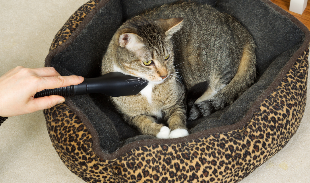 cat being vacuumed