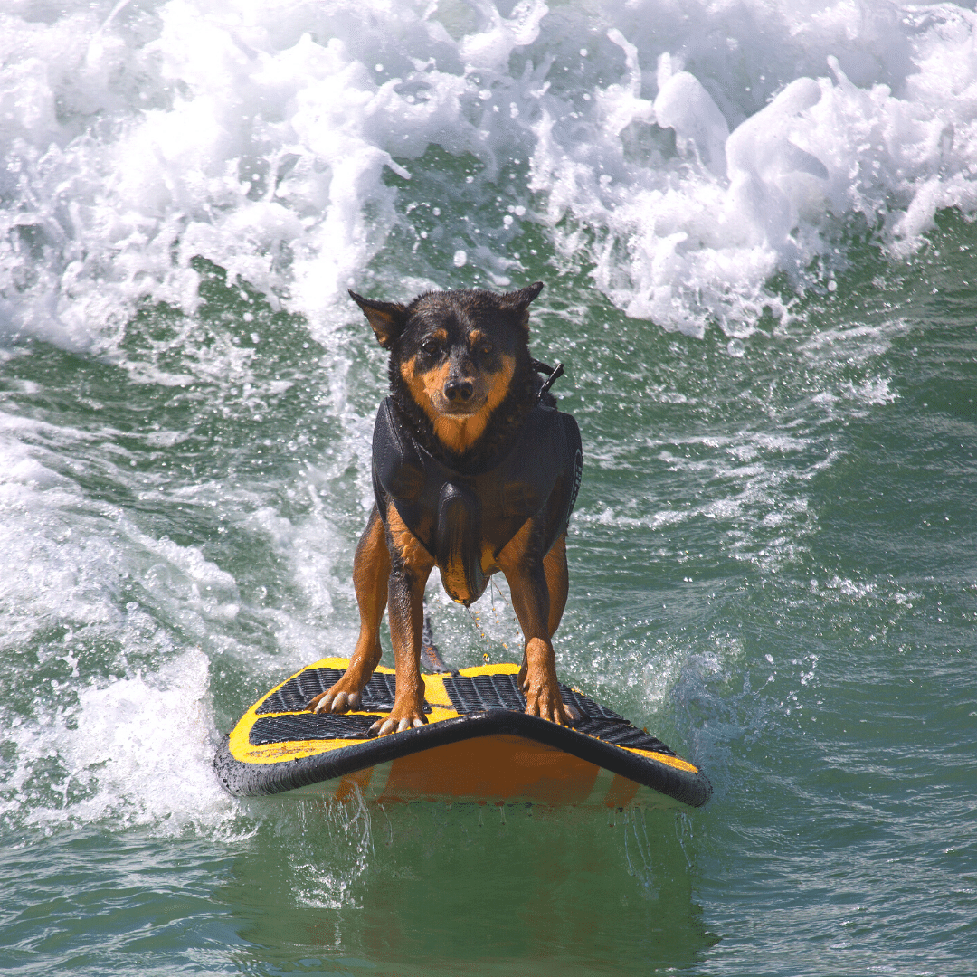 Unless your dog is a pro surfer don't take them out to far..