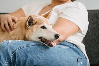 Understanding Canine Body Language: What Your Dog Is Trying to Tell You