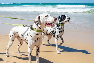Keeping Your Dog Safe & Cool In The Summer Months