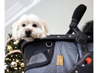 Caring for Your Canine Companion During The Holiday Season