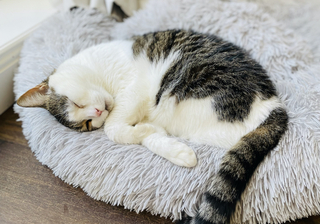 Understanding Why Cats Sleep So Much
