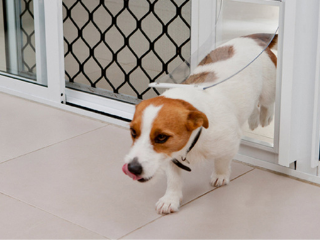 Training your Pets to use a pet door. 