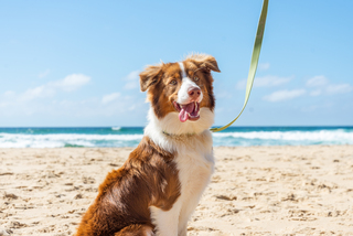Tips For Keeping Your Dog Safe At The Beach