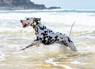 Summer Activities To Do With Your Dog