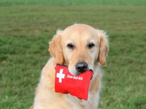 Be Prepared: Your Guide to Pet First Aid with La Luna Pet Care.