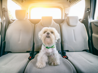 5 Tips For Travelling With Your Pets