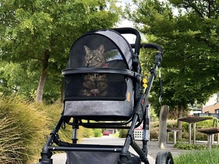 How To Take Your Cat For A Stroll