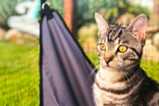 Minimising the Impact of Your Cat on Wildlife