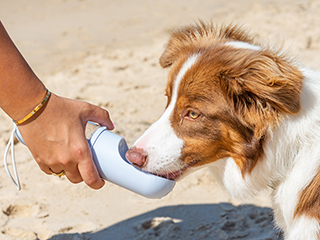 Keep your pets cool in the summer months.