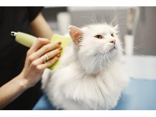 The Importance of Regular Grooming for Your Pet
